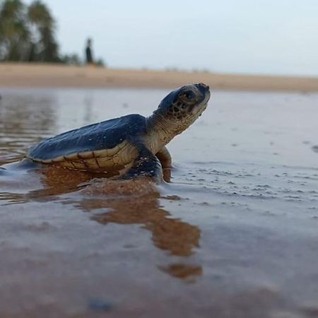 Turtle Watch Cabana Bed & Breakfast Tangalle Ngoại thất bức ảnh