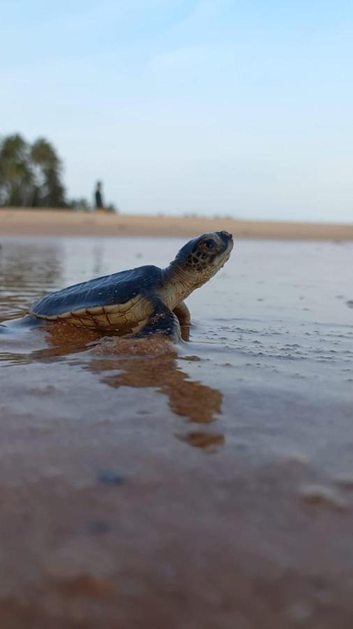 Turtle Watch Cabana Tangalle Ngoại thất bức ảnh