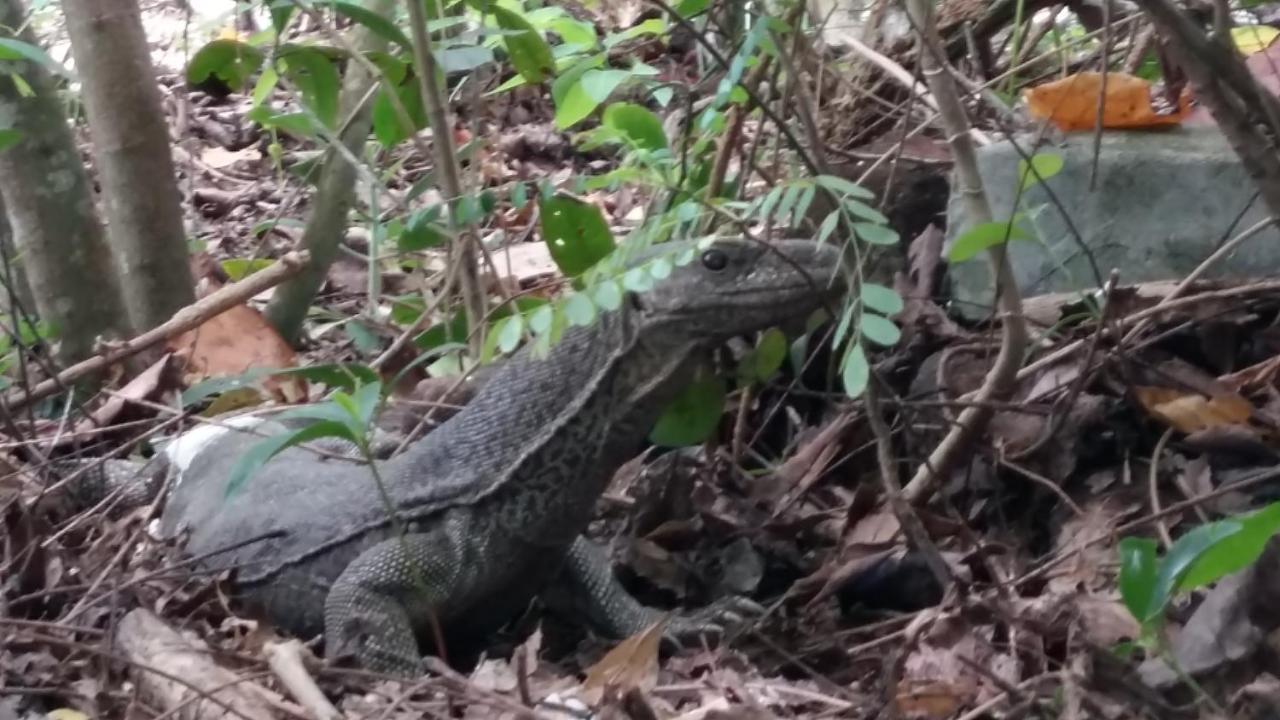 Turtle Watch Cabana Tangalle Ngoại thất bức ảnh